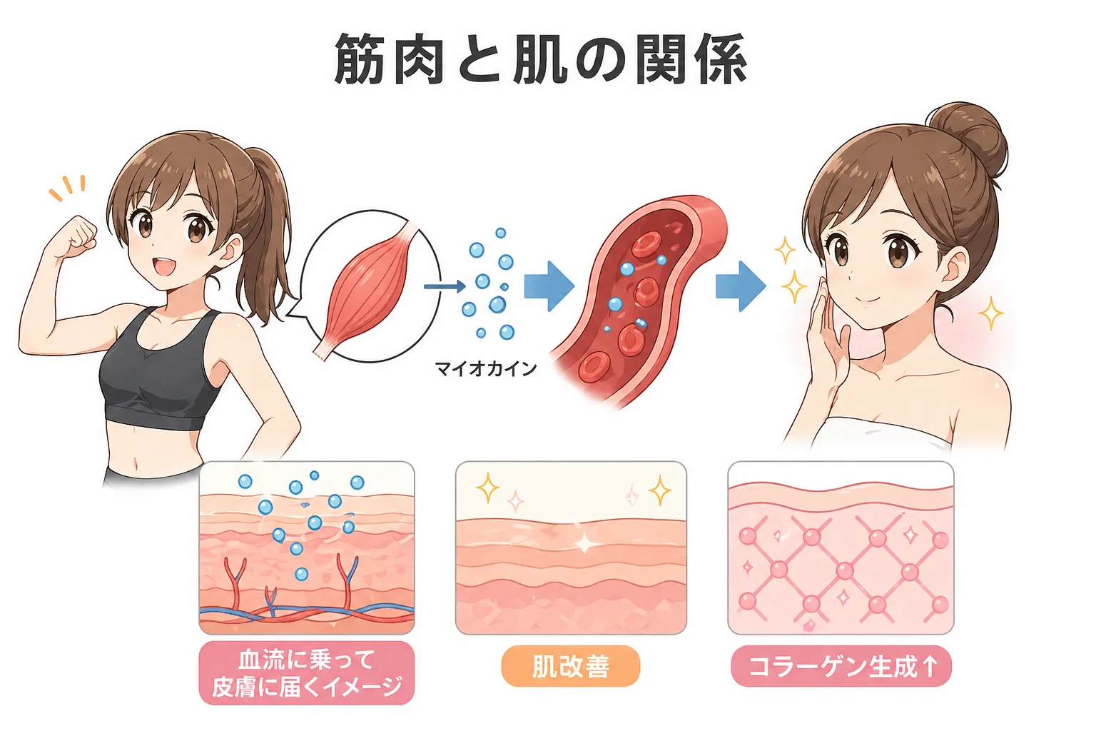 筋トレによる真皮層の増加とは?